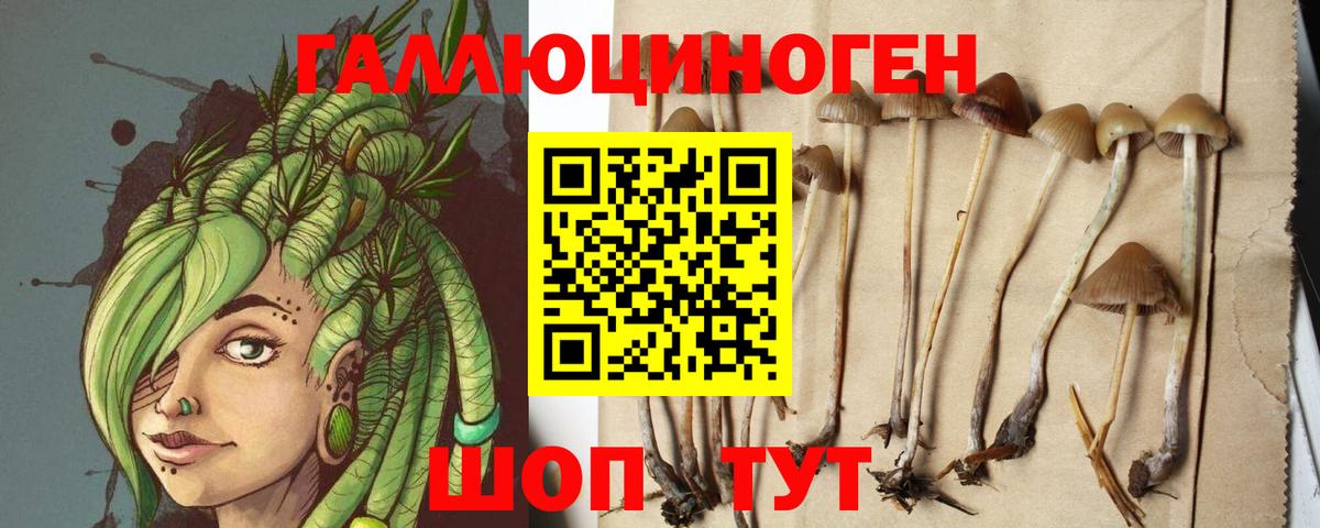 Псилоцибиновые грибы GOLDEN TEACHER  как найти   Ставрополь  Вход с VPN 